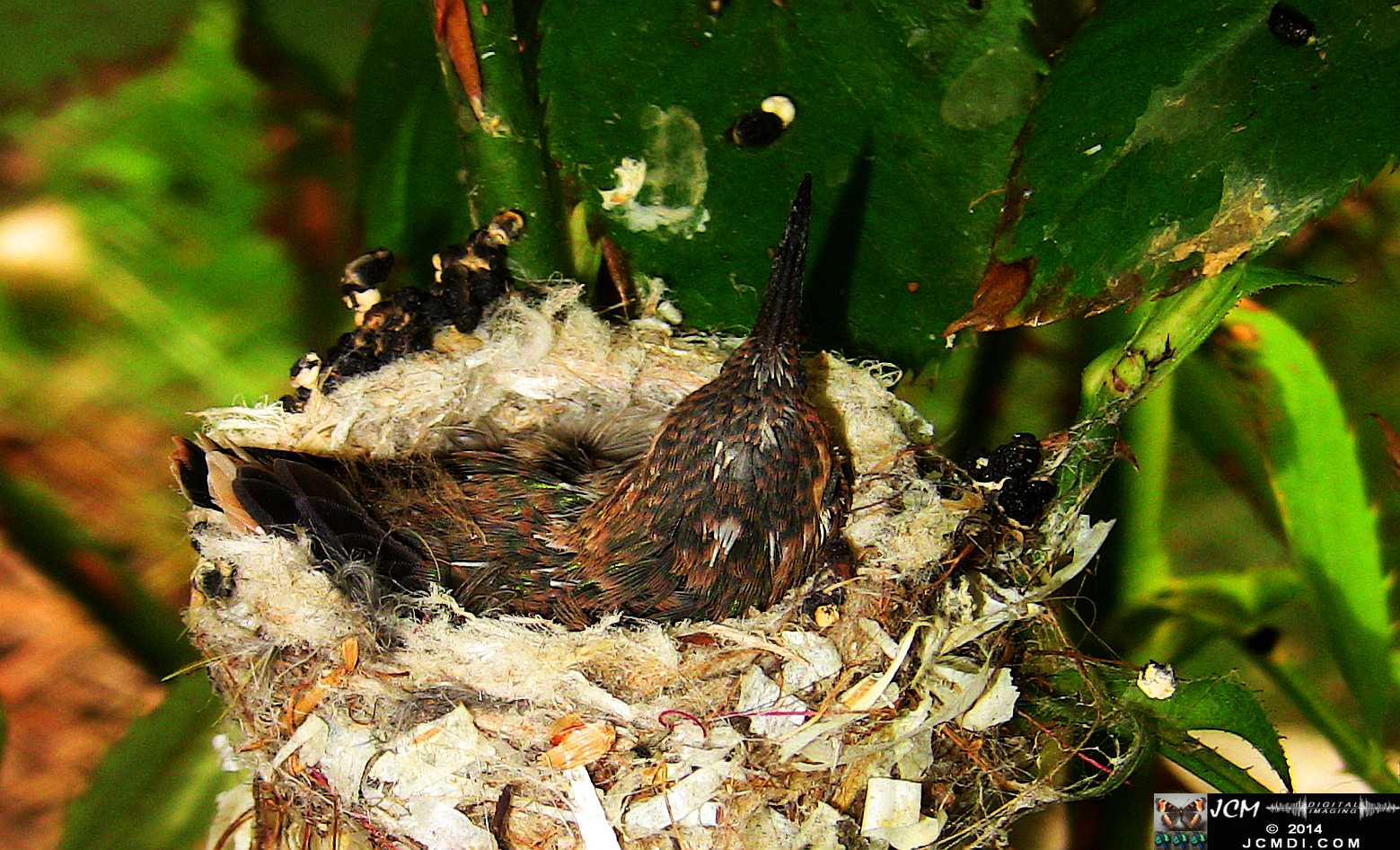 Allens Hummingbird chick and nest image 3-26-2014